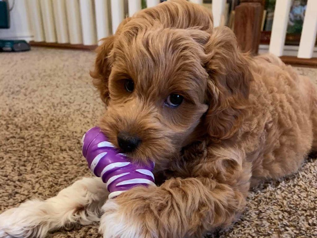 Precious Doodle Dogs, Cavapoo, Cavapoo puppies, Teacup Cavapoo, Cavadoodle, Cava poo, Cava poodle, Mini Cavapoo puppy, Mini Cavapoo, Cavapoos, Cavapoos for sale near me, cavapoos for sale, tiny cavapoos for sale, tiny cavadoodles for sale near me, Cavapoo puppies for sale, cavapoo puppies for sale near me, Cavoodles for sale near me, Cavoodle puppies, Cavoodle, toy cavoodle, Cavadoodle, Cavadoodle puppies, cavadoodle puppies for sale, cavadoodle puppies for sale near me, cavadoodles for sale, cavadoodles for sale near me, how big does a cavapoo get, how big do cavapoos get, what is a cavapoo, cavapoo puppies for sale near me, cavapoo breeders near me, cavoodle breeders near me, miniature cavoodle, cavapoo size, cavapoo puppies near me, teacup cavapoo, cava poo puppies, king charles spaniel, cavapoo breeders near me, cavapoo price, teacup cavapoo puppies for sale, teacup cavapoos for sale, teacup cavapoo puppies for sale near me, precious cavapoos, precious cavapoo puppies for sale near me, adorable cavapoo puppies for sale, precious cavapoos for sale, mini doodle dogs for sale near me, teacup doodle dogs for sale near me, red cavapoo, teacup cavapoo puppies Alabama, teacup cavapoo puppies Alaska, teacup cavapoo puppies Arizona, teacup cavapoo puppies Arkansas, teacup cavapoo puppies California, teacup cavapoo puppies Colorado, teacup cavapoo puppies Connecticut, teacup cavapoo puppies Delaware, teacup cavapoo puppies Florida, teacup cavapoo puppies Georgia, teacup cavapoo puppies Hawaii, teacup cavapoo puppies Idaho, teacup cavapoo puppies Illinois, teacup cavapoo puppies Indiana, teacup cavapoo puppies Iowa, teacup cavapoo puppies Kansas, teacup cavapoo puppies Kentucky, teacup cavapoo puppies Louisiana, teacup cavapoo puppies Maine, teacup cavapoo puppies Maryland, teacup cavapoo puppies Massachusetts, teacup cavapoo puppies Michigan, teacup cavapoo puppies Minnesota, teacup cavapoo puppies Mississippi, teacup cavapoo puppies Missouri, teacup cavapoo puppies Montana, teacup cavapoo puppies Nebraska, teacup cavapoo puppies Nevada, teacup cavapoo puppies New Hampshire, teacup cavapoo puppies New Jersey, teacup cavapoo puppies New Mexico, teacup cavapoo puppies New York, teacup cavapoo puppies North Carolina, teacup cavapoo puppies North Dakota, teacup cavapoo puppies Ohio, teacup cavapoo puppies Oklahoma, teacup cavapoo puppies Oregon, teacup cavapoo puppies Pennsylvania, teacup cavapoo puppies Rhode Island, teacup cavapoo puppies South Carolina, teacup cavapoo puppies South Dakota, teacup cavapoo puppies Tennessee, teacup cavapoo puppies Texas, teacup cavapoo puppies Utah, teacup cavapoo puppies Vermont, teacup cavapoo puppies Virginia, teacup cavapoo puppies Washington, teacup cavapoo puppies West Virginia, teacup cavapoo puppies Wisconsin, teacup cavapoo puppies Wyoming, teacup cavapoo AL, teacup cavapoo AK, teacup cavapoo AZ, teacup cavapoo AR, teacup cavapoo CA, teacup cavapoo CO, teacup cavapoo CT, teacup cavapoo DE, teacup cavapoo FL, teacup cavapoo GA, teacup cavapoo HI, teacup cavapoo ID, teacup cavapoo IL, teacup cavapoo IN, teacup cavapoo IA, teacup cavapoo KS, teacup cavapoo KY, teacup cavapoo LA, teacup cavapoo ME, teacup cavapoo MD, teacup cavapoo MA, teacup cavapoo MI, teacup cavapoo MN, teacup cavapoo MS, teacup cavapoo MO, teacup cavapoo MT, teacup cavapoo NE, teacup cavapoo NV, teacup cavapoo NH, teacup cavapoo NJ, teacup cavapoo NM, teacup cavapoo NY, teacup cavapoo NC, teacup cavapoo ND, teacup cavapoo OH, teacup cavapoo OK, teacup cavapoo OR, teacup cavapoo PA, teacup cavapoo RI, teacup cavapoo SC, teacup cavapoo SD, teacup cavapoo TN, teacup cavapoo TX, teacup cavapoo UT, teacup cavapoo VT, teacup cavapoo VA, teacup cavapoo WA, teacup cavapoo WV, teacup cavapoo WI, teacup cavapoo WY, teacup cavadoodle puppies Alabama, teacup cavadoodle puppies Alaska, teacup cavadoodle puppies Arizona, teacup cavadoodle puppies Arkansas, teacup cavadoodle puppies California, teacup cavadoodle puppies Colorado, teacup cavadoodle puppies Connecticut, teacup cavadoodle puppies Delaware, teacup cavadoodle puppies Florida, teacup cavadoodle puppies Georgia, teacup cavadoodle puppies Hawaii, teacup cavadoodle puppies Idaho, teacup cavadoodle puppies Illinois, teacup cavadoodle puppies Indiana, teacup cavadoodle puppies Iowa, teacup cavadoodle puppies Kansas, teacup cavadoodle puppies Kentucky, teacup cavadoodle puppies Louisiana, teacup cavadoodle puppies Maine, teacup cavadoodle puppies Maryland, teacup cavadoodle puppies Massachusetts, teacup cavadoodle puppies Michigan, teacup cavadoodle puppies Minnesota, teacup cavadoodle puppies Mississippi, teacup cavadoodle puppies Missouri, teacup cavadoodle puppies Montana, teacup cavadoodle puppies Nebraska, teacup cavadoodle puppies Nevada, teacup cavadoodle puppies New Hampshire, teacup cavadoodle puppies New Jersey, teacup cavadoodle puppies New Mexico, teacup cavadoodle puppies New York, teacup cavadoodle puppies North Carolina, teacup cavadoodle puppies North Dakota, teacup cavadoodle puppies Ohio, teacup cavadoodle puppies Oklahoma, teacup cavadoodle puppies Oregon, teacup cavadoodle puppies Pennsylvania, teacup cavadoodle puppies Rhode Island, teacup cavadoodle puppies South Carolina, teacup cavadoodle puppies South Dakota, teacup cavadoodle puppies Tennessee, teacup cavadoodle puppies Texas, teacup cavadoodle puppies Utah, teacup cavadoodle puppies Vermont, teacup cavadoodle puppies Virginia, teacup cavadoodle puppies Washington, teacup cavadoodle puppies West Virginia, teacup cavadoodle puppies Wisconsin, teacup cavadoodle puppies Wyoming, cavadoodle puppies for sale Alabama, cavadoodle puppies for sale Alaska, cavadoodle puppies for sale Arizona, cavadoodle puppies for sale Arkansas, cavadoodle puppies for sale California, cavadoodle puppies for sale Colorado, cavadoodle puppies for sale Connecticut, cavadoodle puppies for sale Delaware, cavadoodle puppies for sale Florida, cavadoodle puppies for sale Georgia, cavadoodle puppies for sale Hawaii, cavadoodle puppies for sale Idaho, cavadoodle puppies for sale Illinois, cavadoodle puppies for sale Indiana, cavadoodle puppies for sale Iowa, cavadoodle puppies for sale Kansas, cavadoodle puppies for sale Kentucky, cavadoodle puppies for sale Louisiana, cavadoodle puppies for sale Maine, cavadoodle puppies for sale Maryland, cavadoodle puppies for sale Massachusetts, cavadoodle puppies for sale Michigan, cavadoodle puppies for sale Minnesota, cavadoodle puppies for sale Mississippi, cavadoodle puppies for sale Missouri, cavadoodle puppies for sale Montana, cavadoodle puppies for sale Nebraska, cavadoodle puppies for sale Nevada, cavadoodle puppies for sale New Hampshire, cavadoodle puppies for sale New Jersey, cavadoodle puppies for sale New Mexico, cavadoodle puppies for sale New York, cavadoodle puppies for sale North Carolina, cavadoodle puppies for sale North Dakota, cavadoodle puppies for sale Ohio, cavadoodle puppies for sale Oklahoma, cavadoodle puppies for sale Oregon, cavadoodle puppies for sale Pennsylvania, cavadoodle puppies for sale Rhode Island, cavadoodle puppies for sale South Carolina, cavadoodle puppies for sale South Dakota, cavadoodle puppies for sale Tennessee, cavadoodle puppies for sale Texas, cavadoodle puppies for sale Utah, cavadoodle puppies for sale Vermont, cavadoodle puppies for sale Virginia, cavadoodle puppies for sale Washington, cavadoodle puppies for sale West Virginia, cavadoodle puppies for sale Wisconsin, cavadoodle puppies for sale Wyoming, cavapoo breeders Alabama, cavapoo breeders Alaska, cavapoo breeders Arizona, cavapoo breeders Arkansas, cavapoo breeders California, cavapoo breeders Colorado, cavapoo breeders Connecticut, cavapoo breeders Delaware, cavapoo breeders Florida, cavapoo breeders Georgia, cavapoo breeders Hawaii, cavapoo breeders Idaho, cavapoo breeders Illinois, cavapoo breeders Indiana, cavapoo breeders Iowa, cavapoo breeders Kansas, cavapoo breeders Kentucky, cavapoo breeders Louisiana, cavapoo breeders Maine, cavapoo breeders Maryland, cavapoo breeders Massachusetts, cavapoo breeders Michigan, cavapoo breeders Minnesota, cavapoo breeders Mississippi, cavapoo breeders Missouri, cavapoo breeders Montana, cavapoo breeders Nebraska, cavapoo breeders Nevada, cavapoo breeders New Hampshire, cavapoo breeders New Jersey, cavapoo breeders New Mexico, cavapoo breeders New York, cavapoo breeders North Carolina, cavapoo breeders North Dakota, cavapoo breeders Ohio, cavapoo breeders Oklahoma, cavapoo breeders Oregon, cavapoo breeders Pennsylvania, cavapoo breeders Rhode Island, cavapoo breeders South Carolina, cavapoo breeders South Dakota, cavapoo breeders Tennessee, cavapoo breeders Texas, cavapoo breeders Utah, cavapoo breeders Vermont, cavapoo breeders Virginia, cavapoo breeders Washington, cavapoo breeders West Virginia, cavapoo breeders Wisconsin, cavapoo breeders Wyoming, cavapoo Alabama, cavapoo Alaska, cavapoo Arizona, cavapoo Arkansas, cavapoo California, cavapoo Colorado, cavapoo Connecticut, cavapoo Delaware, cavapoo Florida, cavapoo Georgia, cavapoo Hawaii, cavapoo Idaho, cavapoo Illinois, cavapoo Indiana, cavapoo Iowa, cavapoo Kansas, cavapoo Kentucky, cavapoo Louisiana, cavapoo Maine, cavapoo Maryland, cavapoo Massachusetts, cavapoo Michigan, cavapoo Minnesota, cavapoo Mississippi, cavapoo Missouri, cavapoo Montana, cavapoo Nebraska, cavapoo Nevada, cavapoo New Hampshire, cavapoo New Jersey, cavapoo New Mexico, cavapoo New York, cavapoo North Carolina, cavapoo North Dakota, cavapoo Ohio, cavapoo Oklahoma, cavapoo Oregon, cavapoo Pennsylvania, cavapoo Rhode Island, cavapoo South Carolina, cavapoo South Dakota, cavapoo Tennessee, cavapoo Texas, cavapoo Utah, cavapoo Vermont, cavapoo Virginia, cavapoo Washington, cavapoo West Virginia, cavapoo Wisconsin, cavapoo Wyoming, cavapoo AL, cavapoo AK, cavapoo AZ, cavapoo AR, cavapoo CA, cavapoo CO, cavapoo CT, cavapoo DE, cavapoo FL, cavapoo GA, cavapoo HI, cavapoo ID, cavapoo IL, cavapoo IN, cavapoo IA, cavapoo KS, cavapoo KY, cavapoo LA, cavapoo ME, cavapoo MD, cavapoo MA, cavapoo MI, cavapoo MN, cavapoo MS, cavapoo MO, cavapoo MT, cavapoo NE, cavapoo NV, cavapoo NH, cavapoo NJ, cavapoo NM, cavapoo NY, cavapoo NC, cavapoo ND, cavapoo OH, cavapoo OK, cavapoo OR, cavapoo PA, cavapoo RI, cavapoo SC, cavapoo SD, cavapoo TN, cavapoo TX, cavapoo UT, cavapoo VT, cavapoo VA, cavapoo WA, cavapoo WV, cavapoo WI, cavapoo WY, cavapoo puppies Alabama, cavapoo puppies Alaska, cavapoo puppies Arizona, cavapoo puppies Arkansas, cavapoo puppies California, cavapoo puppies Colorado, cavapoo puppies Connecticut, cavapoo puppies Delaware, cavapoo puppies Florida, cavapoo puppies Georgia, cavapoo puppies Hawaii, cavapoo puppies Idaho, cavapoo puppies Illinois, cavapoo puppies Indiana, cavapoo puppies Iowa, cavapoo puppies Kansas, cavapoo puppies Kentucky, cavapoo puppies Louisiana, cavapoo puppies Maine, cavapoo puppies Maryland, cavapoo puppies Massachusetts, cavapoo puppies Michigan, cavapoo puppies Minnesota, cavapoo puppies Mississippi, cavapoo puppies Missouri, cavapoo puppies Montana, cavapoo puppies Nebraska, cavapoo puppies Nevada, cavapoo puppies New Hampshire, cavapoo puppies New Jersey, cavapoo puppies New Mexico, cavapoo puppies New York, cavapoo puppies North Carolina, cavapoo puppies North Dakota, cavapoo puppies Ohio, cavapoo puppies Oklahoma, cavapoo puppies Oregon, cavapoo puppies Pennsylvania, cavapoo puppies Rhode Island, cavapoo puppies South Carolina, cavapoo puppies South Dakota, cavapoo puppies Tennessee, cavapoo puppies Texas, cavapoo puppies Utah, cavapoo puppies Vermont, cavapoo puppies Virginia, cavapoo puppies Washington, cavapoo puppies West Virginia, cavapoo puppies Wisconsin, cavapoo puppies Wyoming, TEACUP GOLDENDOODLE PUPPIES, Precious Doodle Dogs, Teacup Doodle Dogs, Goldendoodle, Doodle Dog, Golden Doodle, Golden Doodle puppies, Golden Doodle Dogs, Puppy Golden Doodles, Puppy Goldendoodles, Golden Doodles, A Star is Born, A star is born goldendoodle, a star is born dog, Bradley Cooper's Dog, Bradley Cooper Dog, Bradley Cooper's Goldendoodle, Teddy Bear Goldendoodle, Teddy Bear Dog, Goldendoodle for sale, Goldendoodle puppies for sale, Miniature goldendoodle, goldendoodle puppies, mini goldendoodle, mini puppies, mini goldendoodle size, f1 goldendoodle, golden retriever poodle, chocolate goldendoodle, small doodles, goldendoodle temperament, goldendoodle colors, goldendoodle price, white goldendoodle, f2 goldendoodle, mini goldendoodle price, mini goldendoodle full grown, f1 mini goldendoodle, f1b goldendoodle, parti goldendoodle, goldendoodles near me, english goldendoodle, australian goldendoodle, red goldendoodle, doodle breeds, brown goldendoodle, goldendoodle cost, Precious Goldendoodle, Precious Golden Doodle, Precious Teacup Goldendoodle, adult mini goldendoodle, golden noodle dog, doodle dog breeds, miniature golden doodle, miniature puppies, golden retriever poodle mix, arizona goldendoodles, goldendoodle training, goldendoodle size, how big do mini goldendoodles get, goldendoodle full grown, baby goldendoodle, goldendoodle houston, golden doodles for sale, adult goldendoodle, apricot goldendoodle, goldendoodle grooming, mini golden doodles, goldendoodle shedding, f2b goldendoodle, goldendoodle hypoallergenic, goldendoodle names, english cream goldendoodle, golden retriever and poodle mix, mini goldendoodle puppies, micro goldendoodle, mini goldendoodle puppies for sale, miniature goldendoodle for sale, goldendoodle puppies for adoption, teddy bear goldendoodle, mini goldendoodle rescue, medium goldendoodle, black goldendoodle, mini goldendoodle for sale near me, goldendoodle puppies for sale near me, mini doodle, doodle puppies, mini goldendoodle for sale, goldendoodle breeders near me, miniature goldendoodle for sale near me, toy goldendoodle, petite goldendoodle, golden doodle dog, miniature goldendoodle puppies, mini goldendoodle puppies for sale near me, goldendoodles for sale near me, mini goldedoodle breeders, goldendoodle adoption, f1b mini goldendoodle, small goldendoodle, teacup goldendoodle, goldendoodle puppies near me, goldendoodle breeders, how to groom a goldendoodle, great doodle puppies, golden doodle mix, goldendoodle tampa, goldendoodle facts, white doodle dog, white goldendoodle puppy, mini goldendoodle maryland, country mini doodles, goldendoodle los angeles, toy labradoodle puppies for sale, types of goldendoodles, mini golden retriever puppies, golden goldendoodle, mini golden retriever puppies for sale, miniature australian goldendoodle, goldendoodle sacramento, goldendoodle omaha, labradoodle goldendoodle, f1 medium goldendoodle, BEST goldendoodles, pictures of mini goldendoodles, teacup goldendoodle full grown, micro mini goldendoodle full grown, toy goldendoodle price, goldendoodle chicago, retriever doodle, teacup goldendoodle puppies for sale, cute goldendoodle, mini teddy bear puppies, miniature goldendoodle full grown, f2 mini goldendoodle, goldendoodle spokane, mini goldendoodle chicago, micro mini goldendoodle, how nbig do miniature goldendoodles get, brown mini goldendoodle, mini doodle breeds, poodle doodle dog, what is a mini goldendoodle, black mini goldendoodle, mini irish doodle puppies for sale, f1b goldendoodle size, toy golden doodles, chocolate brown goldendoodle puppies for sale, petite goldendoodle full grown, goldendoodle behavior, american goldendoodle, f1b medium goldendoodle, goldendoodle puppy cost, cute goldendoodle puppies, goldendoodle indianapolis, teddy goldendoodle, mini goldendoodle weight, teddy bear golden doodles, f1b goldendoodle puppies for sale, miniature goldendoodle size, chocolate goldendoodle puppy, english cream mini goldendoodle, doodle puppies near me, red miniature goldendoodle, cream goldendoodle, goldendoodle puppy cut, mini goldendoodle hypoallergenic, dog breed goldendoodle, goldendoodle poodle mixes, goldendoodle allergies, goldendoodle info, sandy ridge goldendoodles, lakeshore goldendoodles, toy goldendoodle puppies for sale, labradoodle and goldendoodle, goldendoodle las vegas, goldendoodle phoenix, doodle breeders near me, miniature goldendoodle weight, black and white goldendoodle, sarasota goldendoodles, mini goldendoodle dallas, a goldendoodle, what is a goldendoodle, goldendoodle dallas, mini golden doodles for sale, ginger doodle puppy, how much does a mini goldendoodle cost, goldendoodle san antonio, goldendoodle photos, goldendoodle cuts, chocolate mini goldendoodle, all about goldendoodles, goldendoodle cincinnati, black doodle dog, goldendoodle weight, miniature goldendoodle breeders, goldendoodle information, miniature goldendoodle puppies for sale, doodle puppies for sale near me, black labradoodle puppies for sale, goldendoodle seattle, golden doodles near me, teacup goldendoodle for sale, golden retriever poodle puppy, goldendoodle rochester ny, goldendoodle and poodle mix, akc goldendoodle, goldendoodle kansas city, mini goldendoodle facts, goldendoodle austin, goldendoodle doodle, goldendoodle tulsa, curly goldendoodle, brown goldendoodle puppies, f1b labradoodle puppies for sale, red mini goldendoodle, goldendoodle poodle, chocolate goldendoodle for sale, tiny goldendoodle, goldendoodle puppies breeders, english goldendoodle puppies for sale, mini golden labradoodle, f1b mini teddy bear goldendoodles, red goldendoodle puppies for sale, miniature golden retriever breeders, f1 goldendoodles for sale, teacup goldendoodle puppies, toy mini goldendoodle, xs petite goldendoodle, f2 goldendoodle puppies for sale, mini goldendoodle cost, black goldendoodle for sale, english teddy bear goldendoodle, small doodle dogs, goldendoodle nashville, english goldendoodle puppies, golden retriever poodle mix for sale, red goldendoodle puppy, parti goldendoodles for sale, english cream goldendoodles for sale, doodle puppies for sale, golden retriever poodle mix puppies, goldendoodle tucson, f1b mini goldendoodle puppies for sale, mini goldendoodle breeders northeast, teddy bear goldendoodle, toy goldendoodle rescue, petite mini goldendoodle, goldendoodle stuff, mini goldendoodles near me, teddy bear goldendoodle puppies, f1 goldendoodle puppies, teddy bear goldendoodles for sale, silver goldendoodle, buy goldendoodle, mini golden doodle dog, teddy bear goldendoodles mini, micro mini goldendoodle puppies for sale, goldendoodle dogs for sale, best goldendoodle breeders, chocolate goldendoodle puppies for sale, doodle dogs for sale, toy goldendoodle puppies, mini doodle dog, toy goldendoodle breeders, doodles for sale, goldendoodle hypoallergenic dog, mini goldendoodle breeders near me, english goldendoodle breeders, f1b mini goldendoodle for sale, teacup goldendoodle price, petite goldendoodle for sale, mini english goldendoodle, mini goldendoodle info, miniature goldendoodle puppies for sale near me, black goldendoodle puppies for sale, f1 goldendoodle puppies for sale, Teacup Goldendoodles AL, Teacup Goldendoodles AK, Teacup Goldendoodles AZ, Teacup Goldendoodles AR, Teacup Goldendoodles CA, Teacup Goldendoodles CO, Teacup Goldendoodles CT, Teacup Goldendoodles DE, Teacup Goldendoodles FL, Teacup Goldendoodles GA, Teacup Goldendoodles HI, Teacup Goldendoodles ID, Teacup Goldendoodles IL, Teacup Goldendoodles IN, Teacup Goldendoodles IA, Teacup Goldendoodles KS, Teacup Goldendoodles KY, Teacup Goldendoodles LA, Teacup Goldendoodles ME, Teacup Goldendoodles MD, Teacup Goldendoodles MA, Teacup Goldendoodles MI, Teacup Goldendoodles MN, Teacup Goldendoodles MS, Teacup Goldendoodles MO, Teacup Goldendoodles MT, Teacup Goldendoodles NE, Teacup Goldendoodles NV, Teacup Goldendoodles NH, Teacup Goldendoodles NJ, Teacup Goldendoodles NM, Teacup Goldendoodles NY, Teacup Goldendoodles NC, Teacup Goldendoodles ND, Teacup Goldendoodles OH, Teacup Goldendoodles OK, Teacup Goldendoodles OR, Teacup Goldendoodles PA, Teacup Goldendoodles RI, Teacup Goldendoodles SC, Teacup Goldendoodles SD, Teacup Goldendoodles TN, Teacup Goldendoodles TX, Teacup Goldendoodles UT, Teacup Goldendoodles VT, Teacup Goldendoodles VA, Teacup Goldendoodles WA, Teacup Goldendoodles WV, Teacup Goldendoodles WI, Teacup Goldendoodles WY, Teacup Golden Doodles AL, Teacup Golden Doodles AK, Teacup Golden Doodles AZ, Teacup Golden Doodles AR, Teacup Golden Doodles CA, Teacup Golden Doodles CO, Teacup Golden Doodles CT, Teacup Golden Doodles DE, Teacup Golden Doodles FL, Teacup Golden Doodles GA, Teacup Golden Doodles HI, Teacup Golden Doodles ID, Teacup Golden Doodles IL, Teacup Golden Doodles IN, Teacup Golden Doodles IA, Teacup Golden Doodles KS, Teacup Golden Doodles KY, Teacup Golden Doodles LA, Teacup Golden Doodles ME, Teacup Golden Doodles MD, Teacup Golden Doodles MA, Teacup Golden Doodles MI, Teacup Golden Doodles MN, Teacup Golden Doodles MS, Teacup Golden Doodles MO, Teacup Golden Doodles MT, Teacup Golden Doodles NE, Teacup Golden Doodles NV, Teacup Golden Doodles NH, Teacup Golden Doodles NJ, Teacup Golden Doodles NM, Teacup Golden Doodles NY, Teacup Golden Doodles NC, Teacup Golden Doodles ND, Teacup Golden Doodles OH, Teacup Golden Doodles OK, Teacup Golden Doodles OR, Teacup Golden Doodles PA, Teacup Golden Doodles RI, Teacup Golden Doodles SC, Teacup Golden Doodles SD, Teacup Golden Doodles TN, Teacup Golden Doodles TX, Teacup Golden Doodles UT, Teacup Golden Doodles VT, Teacup Golden Doodles VA, Teacup Golden Doodles WA, Teacup Golden Doodles WV, Teacup Golden Doodles WI, Teacup Golden Doodles WY, Toy Goldendoodle Alabama, Toy Goldendoodle Alaska, Toy Goldendoodle Arizona, Toy Goldendoodle Arkansas, Toy Goldendoodle California, Toy Goldendoodle Colorado, Toy Goldendoodle Connecticut, Toy Goldendoodle Delaware, Toy Goldendoodle Florida, Toy Goldendoodle Georgia, Toy Goldendoodle Hawaii, Toy Goldendoodle Idaho, Toy Goldendoodle Illinois, Toy Goldendoodle Indiana, Toy Goldendoodle Iowa, Toy Goldendoodle Kansas, Toy Goldendoodle Kentucky, Toy Goldendoodle Louisiana, Toy Goldendoodle Maine, Toy Goldendoodle Maryland, Toy Goldendoodle Massachusetts, Toy Goldendoodle Michigan, Toy Goldendoodle Minnesota, Toy Goldendoodle Mississippi, Toy Goldendoodle Missouri, Toy Goldendoodle Montana, Toy Goldendoodle Nebraska, Toy Goldendoodle Nevada, Toy Goldendoodle New Hampshire, Toy Goldendoodle New Jersey, Toy Goldendoodle New Mexico, Toy Goldendoodle New York, Toy Goldendoodle North Carolina, Toy Goldendoodle North Dakota, Toy Goldendoodle Ohio, Toy Goldendoodle Oklahoma, Toy Goldendoodle Oregon, Toy Goldendoodle Pennsylvania, Toy Goldendoodle Rhode Island, Toy Goldendoodle South Carolina, Toy Goldendoodle South Dakota, Toy Goldendoodle Tennessee, Toy Goldendoodle Texas, Toy Goldendoodle Utah, Toy Goldendoodle Vermont, Toy Goldendoodle Virginia, Toy Goldendoodle Washington, Toy Goldendoodle West Virginia, Toy Goldendoodle Wisconsin, Toy Goldendoodle Wyoming, Mini Goldendoodle breeders AL, Mini Goldendoodle breeders AK, Mini Goldendoodle breeders AZ, Mini Goldendoodle breeders AR, Mini Goldendoodle breeders CA, Mini Goldendoodle breeders CO, Mini Goldendoodle breeders CT, Mini Goldendoodle breeders DE, Mini Goldendoodle breeders FL, Mini Goldendoodle breeders GA, Mini Goldendoodle breeders HI, Mini Goldendoodle breeders ID, Mini Goldendoodle breeders IL, Mini Goldendoodle breeders IN, Mini Goldendoodle breeders IA, Mini Goldendoodle breeders KS, Mini Goldendoodle breeders KY, Mini Goldendoodle breeders LA, Mini Goldendoodle breeders ME, Mini Goldendoodle breeders MD, Mini Goldendoodle breeders MA, Mini Goldendoodle breeders MI, Mini Goldendoodle breeders MN, Mini Goldendoodle breeders MS, Mini Goldendoodle breeders MO, Mini Goldendoodle breeders MT, Mini Goldendoodle breeders NE, Mini Goldendoodle breeders NV, Mini Goldendoodle breeders NH, Mini Goldendoodle breeders NJ, Mini Goldendoodle breeders NM, Mini Goldendoodle breeders NY, Mini Goldendoodle breeders NC, Mini Goldendoodle breeders ND, Mini Goldendoodle breeders OH, Mini Goldendoodle breeders OK, Mini Goldendoodle breeders OR, Mini Goldendoodle breeders PA, Mini Goldendoodle breeders RI, Mini Goldendoodle breeders SC, Mini Goldendoodle breeders SD, Mini Goldendoodle breeders TN, Mini Goldendoodle breeders TX, Mini Goldendoodle breeders UT, Mini Goldendoodle breeders VT, Mini Goldendoodle breeders VA, Mini Goldendoodle breeders WA, Mini Goldendoodle breeders WV, Mini Goldendoodle breeders WI, Mini Goldendoodle breeders WY, Mini Goldendoodle puppies for sale in AL, Mini Goldendoodle puppies for sale in AK, Mini Goldendoodle puppies for sale in AZ, Mini Goldendoodle puppies for sale in AR, Mini Goldendoodle puppies for sale in CA, Mini Goldendoodle puppies for sale in CO, Mini Goldendoodle puppies for sale in CT, Mini Goldendoodle puppies for sale in DE, Mini Goldendoodle puppies for sale in FL, Mini Goldendoodle puppies for sale in GA, Mini Goldendoodle puppies for sale in HI, Mini Goldendoodle puppies for sale in ID, Mini Goldendoodle puppies for sale in IL, Mini Goldendoodle puppies for sale in IN, Mini Goldendoodle puppies for sale in IA, Mini Goldendoodle puppies for sale in KS, Mini Goldendoodle puppies for sale in KY, Mini Goldendoodle puppies for sale in LA, Mini Goldendoodle puppies for sale in ME, Mini Goldendoodle puppies for sale in MD, Mini Goldendoodle puppies for sale in MA, Mini Goldendoodle puppies for sale in MI, Mini Goldendoodle puppies for sale in MN, Mini Goldendoodle puppies for sale in MS, Mini Goldendoodle puppies for sale in MO, Mini Goldendoodle puppies for sale in MT, Mini Goldendoodle puppies for sale in NE, Mini Goldendoodle puppies for sale in NV, Mini Goldendoodle puppies for sale in NH, Mini Goldendoodle puppies for sale in NJ, Mini Goldendoodle puppies for sale in NM, Mini Goldendoodle puppies for sale in NY, Mini Goldendoodle puppies for sale in NC, Mini Goldendoodle puppies for sale in ND, Mini Goldendoodle puppies for sale in OH, Mini Goldendoodle puppies for sale in OK, Mini Goldendoodle puppies for sale in OR, Mini Goldendoodle puppies for sale in PA, Mini Goldendoodle puppies for sale in RI, Mini Goldendoodle puppies for sale in SC, Mini Goldendoodle puppies for sale in SD, Mini Goldendoodle puppies for sale in TN, Mini Goldendoodle puppies for sale in TX, Mini Goldendoodle puppies for sale in UT, Mini Goldendoodle puppies for sale in VT, Mini Goldendoodle puppies for sale in VA, Mini Goldendoodle puppies for sale in WA, Mini Goldendoodle puppies for sale in WV, Mini Goldendoodle puppies for sale in WI, Mini Goldendoodle puppies for sale in WY, Miniature Goldendoodles for sale in AL, Miniature Goldendoodles for sale in AK, Miniature Goldendoodles for sale in AZ, Miniature Goldendoodles for sale in AR, Miniature Goldendoodles for sale in CA, Miniature Goldendoodles for sale in CO, Miniature Goldendoodles for sale in CT, Miniature Goldendoodles for sale in DE, Miniature Goldendoodles for sale in FL, Miniature Goldendoodles for sale in GA, Miniature Goldendoodles for sale in HI, Miniature Goldendoodles for sale in ID, Miniature Goldendoodles for sale in IL, Miniature Goldendoodles for sale in IN, Miniature Goldendoodles for sale in IA, Miniature Goldendoodles for sale in KS, Miniature Goldendoodles for sale in KY, Miniature Goldendoodles for sale in LA, Miniature Goldendoodles for sale in ME, Miniature Goldendoodles for sale in MD, Miniature Goldendoodles for sale in MA, Miniature Goldendoodles for sale in MI, Miniature Goldendoodles for sale in MN, Miniature Goldendoodles for sale in MS, Miniature Goldendoodles for sale in MO, Miniature Goldendoodles for sale in MT, Miniature Goldendoodles for sale in NE, Miniature Goldendoodles for sale in NV, Miniature Goldendoodles for sale in NH, Miniature Goldendoodles for sale in NJ, Miniature Goldendoodles for sale in NM, Miniature Goldendoodles for sale in NY, Miniature Goldendoodles for sale in NC, Miniature Goldendoodles for sale in ND, Miniature Goldendoodles for sale in OH, Miniature Goldendoodles for sale in OK, Miniature Goldendoodles for sale in OR, Miniature Goldendoodles for sale in PA, Miniature Goldendoodles for sale in RI, Miniature Goldendoodles for sale in SC, Miniature Goldendoodles for sale in SD, Miniature Goldendoodles for sale in TN, Miniature Goldendoodles for sale in TX, Miniature Goldendoodles for sale in UT, Miniature Goldendoodles for sale in VT, Miniature Goldendoodles for sale in VA, Miniature Goldendoodles for sale in WA, Miniature Goldendoodles for sale in WV, Miniature Goldendoodles for sale in WI, Miniature Goldendoodles for sale in WY, Miniature Goldendoodle Alabama, Miniature Goldendoodle Alaska, Miniature Goldendoodle Arizona, Miniature Goldendoodle Arkansas, Miniature Goldendoodle California, Miniature Goldendoodle Colorado, Miniature Goldendoodle Connecticut, Miniature Goldendoodle Delaware, Miniature Goldendoodle Florida, Miniature Goldendoodle Georgia, Miniature Goldendoodle Hawaii, Miniature Goldendoodle Idaho, Miniature Goldendoodle Illinois, Miniature Goldendoodle Indiana, Miniature Goldendoodle Iowa, Miniature Goldendoodle Kansas, Miniature Goldendoodle Kentucky, Miniature Goldendoodle Louisiana, Miniature Goldendoodle Maine, Miniature Goldendoodle Maryland, Miniature Goldendoodle Massachusetts, Miniature Goldendoodle Michigan, Miniature Goldendoodle Minnesota, Miniature Goldendoodle Mississippi, Miniature Goldendoodle Missouri, Miniature Goldendoodle Montana, Miniature Goldendoodle Nebraska, Miniature Goldendoodle Nevada, Miniature Goldendoodle New Hampshire, Miniature Goldendoodle New Jersey, Miniature Goldendoodle New Mexico, Miniature Goldendoodle New York, Miniature Goldendoodle North Carolina, Miniature Goldendoodle North Dakota, Miniature Goldendoodle Ohio, Miniature Goldendoodle Oklahoma, Miniature Goldendoodle Oregon, Miniature Goldendoodle Pennsylvania, Miniature Goldendoodle Rhode Island, Miniature Goldendoodle South Carolina, Miniature Goldendoodle South Dakota, Miniature Goldendoodle Tennessee, Miniature Goldendoodle Texas, Miniature Goldendoodle Utah, Miniature Goldendoodle Vermont, Miniature Goldendoodle Virginia, Miniature Goldendoodle Washington, Miniature Goldendoodle West Virginia, Miniature Goldendoodle Wisconsin, Miniature Goldendoodle Wyoming, Golden Doodle Breeders AL, Golden Doodle Breeders AK, Golden Doodle Breeders AZ, Golden Doodle Breeders AR, Golden Doodle Breeders CA, Golden Doodle Breeders CO, Golden Doodle Breeders CT, Golden Doodle Breeders DE, Golden Doodle Breeders FL, Golden Doodle Breeders GA, Golden Doodle Breeders HI, Golden Doodle Breeders ID, Golden Doodle Breeders IL, Golden Doodle Breeders IN, Golden Doodle Breeders IA, Golden Doodle Breeders KS, Golden Doodle Breeders KY, Golden Doodle Breeders LA, Golden Doodle Breeders ME, Golden Doodle Breeders MD, Golden Doodle Breeders MA, Golden Doodle Breeders MI, Golden Doodle Breeders MN, Golden Doodle Breeders MS, Golden Doodle Breeders MO, Golden Doodle Breeders MT, Golden Doodle Breeders NE, Golden Doodle Breeders NV, Golden Doodle Breeders NH, Golden Doodle Breeders NJ, Golden Doodle Breeders NM, Golden Doodle Breeders NY, Golden Doodle Breeders NC, Golden Doodle Breeders ND, Golden Doodle Breeders OH, Golden Doodle Breeders OK, Golden Doodle Breeders OR, Golden Doodle Breeders PA, Golden Doodle Breeders RI, Golden Doodle Breeders SC, Golden Doodle Breeders SD, Golden Doodle Breeders TN, Golden Doodle Breeders TX, Golden Doodle Breeders UT, Golden Doodle Breeders VT, Golden Doodle Breeders VA, Golden Doodle Breeders WA, Golden Doodle Breeders WV, Golden Doodle Breeders WI, Golden Doodle Breeders WY, Golden Doodles for sale in AL, Golden Doodles for sale in AK, Golden Doodles for sale in AZ, Golden Doodles for sale in AR, Golden Doodles for sale in CA, Golden Doodles for sale in CO, Golden Doodles for sale in CT, Golden Doodles for sale in DE, Golden Doodles for sale in FL, Golden Doodles for sale in GA, Golden Doodles for sale in HI, Golden Doodles for sale in ID, Golden Doodles for sale in IL, Golden Doodles for sale in IN, Golden Doodles for sale in IA, Golden Doodles for sale in KS, Golden Doodles for sale in KY, Golden Doodles for sale in LA, Golden Doodles for sale in ME, Golden Doodles for sale in MD, Golden Doodles for sale in MA, Golden Doodles for sale in MI, Golden Doodles for sale in MN, Golden Doodles for sale in MS, Golden Doodles for sale in MO, Golden Doodles for sale in MT, Golden Doodles for sale in NE, Golden Doodles for sale in NV, Golden Doodles for sale in NH, Golden Doodles for sale in NJ, Golden Doodles for sale in NM, Golden Doodles for sale in NY, Golden Doodles for sale in NC, Golden Doodles for sale in ND, Golden Doodles for sale in OH, Golden Doodles for sale in OK, Golden Doodles for sale in OR, Golden Doodles for sale in PA, Golden Doodles for sale in RI, Golden Doodles for sale in SC, Golden Doodles for sale in SD, Golden Doodles for sale in TN, Golden Doodles for sale in TX, Golden Doodles for sale in UT, Golden Doodles for sale in VT, Golden Doodles for sale in VA, Golden Doodles for sale in WA, Golden Doodles for sale in WV, Golden Doodles for sale in WI, Golden Doodles for sale in WY, Goldendoodle Breeders AL, Goldendoodle Breeders AK, Goldendoodle Breeders AZ, Goldendoodle Breeders AR, Goldendoodle Breeders CA, Goldendoodle Breeders CO, Goldendoodle Breeders CT, Goldendoodle Breeders DE, Goldendoodle Breeders FL, Goldendoodle Breeders GA, Goldendoodle Breeders HI, Goldendoodle Breeders ID, Goldendoodle Breeders IL, Goldendoodle Breeders IN, Goldendoodle Breeders IA, Goldendoodle Breeders KS, Goldendoodle Breeders KY, Goldendoodle Breeders LA, Goldendoodle Breeders ME, Goldendoodle Breeders MD, Goldendoodle Breeders MA, Goldendoodle Breeders MI, Goldendoodle Breeders MN, Goldendoodle Breeders MS, Goldendoodle Breeders MO, Goldendoodle Breeders MT, Goldendoodle Breeders NE, Goldendoodle Breeders NV, Goldendoodle Breeders NH, Goldendoodle Breeders NJ, Goldendoodle Breeders NM, Goldendoodle Breeders NY, Goldendoodle Breeders NC, Goldendoodle Breeders ND, Goldendoodle Breeders OH, Goldendoodle Breeders OK, Goldendoodle Breeders OR, Goldendoodle Breeders PA, Goldendoodle Breeders RI, Goldendoodle Breeders SC, Goldendoodle Breeders SD, Goldendoodle Breeders TN, Goldendoodle Breeders TX, Goldendoodle Breeders UT, Goldendoodle Breeders VT, Goldendoodle Breeders VA, Goldendoodle Breeders WA, Goldendoodle Breeders WV, Goldendoodle Breeders WI, Goldendoodle Breeders WY, Goldendoodles for sale in AL, Goldendoodles for sale in AK, Goldendoodles for sale in AZ, Goldendoodles for sale in AR, Goldendoodles for sale in CA, Goldendoodles for sale in CO, Goldendoodles for sale in CT, Goldendoodles for sale in DE, Goldendoodles for sale in FL, Goldendoodles for sale in GA, Goldendoodles for sale in HI, Goldendoodles for sale in ID, Goldendoodles for sale in IL, Goldendoodles for sale in IN, Goldendoodles for sale in IA, Goldendoodles for sale in KS, Goldendoodles for sale in KY, Goldendoodles for sale in LA, Goldendoodles for sale in ME, Goldendoodles for sale in MD, Goldendoodles for sale in MA, Goldendoodles for sale in MI, Goldendoodles for sale in MN, Goldendoodles for sale in MS, Goldendoodles for sale in MO, Goldendoodles for sale in MT, Goldendoodles for sale in NE, Goldendoodles for sale in NV, Goldendoodles for sale in NH, Goldendoodles for sale in NJ, Goldendoodles for sale in NM, Goldendoodles for sale in NY, Goldendoodles for sale in NC, Goldendoodles for sale in ND, Goldendoodles for sale in OH, Goldendoodles for sale in OK, Goldendoodles for sale in OR, Goldendoodles for sale in PA, Goldendoodles for sale in RI, Goldendoodles for sale in SC, Goldendoodles for sale in SD, Goldendoodles for sale in TN, Goldendoodles for sale in TX, Goldendoodles for sale in UT, Goldendoodles for sale in VT, Goldendoodles for sale in VA, Goldendoodles for sale in WA, Goldendoodles for sale in WV, Goldendoodles for sale in WI, Goldendoodles for sale in WY