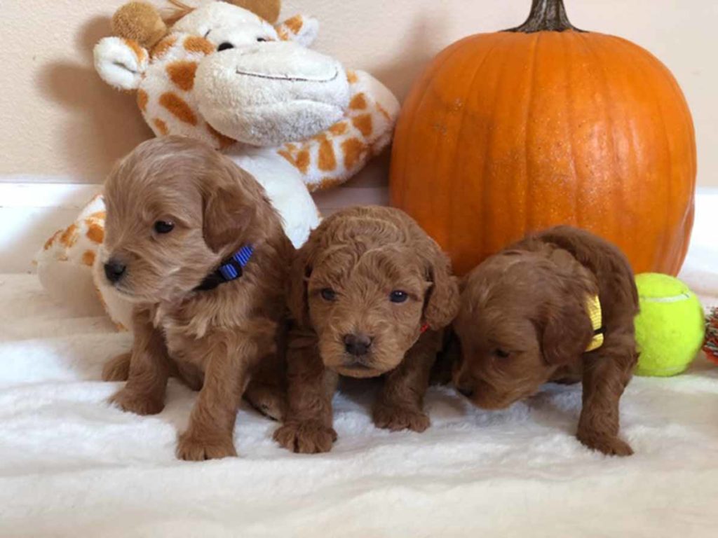 Teacup Doodle Dogs, Cavapoo, Cavapoo puppies, Teacup Cavapoo, Cavadoodle, Cava poo, Cava poodle, Mini Cavapoo puppy, Mini Cavapoo, Cavapoos, Cavapoos for sale near me, cavapoos for sale, tiny cavapoos for sale, tiny cavadoodles for sale near me, Cavapoo puppies for sale, cavapoo puppies for sale near me, Cavoodles for sale near me, Cavoodle puppies, Cavoodle, toy cavoodle, Cavadoodle, Cavadoodle puppies, cavadoodle puppies for sale, cavadoodle puppies for sale near me, cavadoodles for sale, cavadoodles for sale near me, how big does a cavapoo get, how big do cavapoos get, what is a cavapoo, cavapoo puppies for sale near me, cavapoo breeders near me, cavoodle breeders near me, miniature cavoodle, cavapoo size, cavapoo puppies near me, teacup cavapoo, cava poo puppies, king charles spaniel, cavapoo breeders near me, cavapoo price, teacup cavapoo puppies for sale, teacup cavapoos for sale, teacup cavapoo puppies for sale near me, precious cavapoos, precious cavapoo puppies for sale near me, adorable cavapoo puppies for sale, precious cavapoos for sale, mini doodle dogs for sale near me, teacup doodle dogs for sale near me, red cavapoo, teacup cavapoo puppies Alabama, teacup cavapoo puppies Alaska, teacup cavapoo puppies Arizona, teacup cavapoo puppies Arkansas, teacup cavapoo puppies California, teacup cavapoo puppies Colorado, teacup cavapoo puppies Connecticut, teacup cavapoo puppies Delaware, teacup cavapoo puppies Florida, teacup cavapoo puppies Georgia, teacup cavapoo puppies Hawaii, teacup cavapoo puppies Idaho, teacup cavapoo puppies Illinois, teacup cavapoo puppies Indiana, teacup cavapoo puppies Iowa, teacup cavapoo puppies Kansas, teacup cavapoo puppies Kentucky, teacup cavapoo puppies Louisiana, teacup cavapoo puppies Maine, teacup cavapoo puppies Maryland, teacup cavapoo puppies Massachusetts, teacup cavapoo puppies Michigan, teacup cavapoo puppies Minnesota, teacup cavapoo puppies Mississippi, teacup cavapoo puppies Missouri, teacup cavapoo puppies Montana, teacup cavapoo puppies Nebraska, teacup cavapoo puppies Nevada, teacup cavapoo puppies New Hampshire, teacup cavapoo puppies New Jersey, teacup cavapoo puppies New Mexico, teacup cavapoo puppies New York, teacup cavapoo puppies North Carolina, teacup cavapoo puppies North Dakota, teacup cavapoo puppies Ohio, teacup cavapoo puppies Oklahoma, teacup cavapoo puppies Oregon, teacup cavapoo puppies Pennsylvania, teacup cavapoo puppies Rhode Island, teacup cavapoo puppies South Carolina, teacup cavapoo puppies South Dakota, teacup cavapoo puppies Tennessee, teacup cavapoo puppies Texas, teacup cavapoo puppies Utah, teacup cavapoo puppies Vermont, teacup cavapoo puppies Virginia, teacup cavapoo puppies Washington, teacup cavapoo puppies West Virginia, teacup cavapoo puppies Wisconsin, teacup cavapoo puppies Wyoming, teacup cavapoo AL, teacup cavapoo AK, teacup cavapoo AZ, teacup cavapoo AR, teacup cavapoo CA, teacup cavapoo CO, teacup cavapoo CT, teacup cavapoo DE, teacup cavapoo FL, teacup cavapoo GA, teacup cavapoo HI, teacup cavapoo ID, teacup cavapoo IL, teacup cavapoo IN, teacup cavapoo IA, teacup cavapoo KS, teacup cavapoo KY, teacup cavapoo LA, teacup cavapoo ME, teacup cavapoo MD, teacup cavapoo MA, teacup cavapoo MI, teacup cavapoo MN, teacup cavapoo MS, teacup cavapoo MO, teacup cavapoo MT, teacup cavapoo NE, teacup cavapoo NV, teacup cavapoo NH, teacup cavapoo NJ, teacup cavapoo NM, teacup cavapoo NY, teacup cavapoo NC, teacup cavapoo ND, teacup cavapoo OH, teacup cavapoo OK, teacup cavapoo OR, teacup cavapoo PA, teacup cavapoo RI, teacup cavapoo SC, teacup cavapoo SD, teacup cavapoo TN, teacup cavapoo TX, teacup cavapoo UT, teacup cavapoo VT, teacup cavapoo VA, teacup cavapoo WA, teacup cavapoo WV, teacup cavapoo WI, teacup cavapoo WY, teacup cavadoodle puppies Alabama, teacup cavadoodle puppies Alaska, teacup cavadoodle puppies Arizona, teacup cavadoodle puppies Arkansas, teacup cavadoodle puppies California, teacup cavadoodle puppies Colorado, teacup cavadoodle puppies Connecticut, teacup cavadoodle puppies Delaware, teacup cavadoodle puppies Florida, teacup cavadoodle puppies Georgia, teacup cavadoodle puppies Hawaii, teacup cavadoodle puppies Idaho, teacup cavadoodle puppies Illinois, teacup cavadoodle puppies Indiana, teacup cavadoodle puppies Iowa, teacup cavadoodle puppies Kansas, teacup cavadoodle puppies Kentucky, teacup cavadoodle puppies Louisiana, teacup cavadoodle puppies Maine, teacup cavadoodle puppies Maryland, teacup cavadoodle puppies Massachusetts, teacup cavadoodle puppies Michigan, teacup cavadoodle puppies Minnesota, teacup cavadoodle puppies Mississippi, teacup cavadoodle puppies Missouri, teacup cavadoodle puppies Montana, teacup cavadoodle puppies Nebraska, teacup cavadoodle puppies Nevada, teacup cavadoodle puppies New Hampshire, teacup cavadoodle puppies New Jersey, teacup cavadoodle puppies New Mexico, teacup cavadoodle puppies New York, teacup cavadoodle puppies North Carolina, teacup cavadoodle puppies North Dakota, teacup cavadoodle puppies Ohio, teacup cavadoodle puppies Oklahoma, teacup cavadoodle puppies Oregon, teacup cavadoodle puppies Pennsylvania, teacup cavadoodle puppies Rhode Island, teacup cavadoodle puppies South Carolina, teacup cavadoodle puppies South Dakota, teacup cavadoodle puppies Tennessee, teacup cavadoodle puppies Texas, teacup cavadoodle puppies Utah, teacup cavadoodle puppies Vermont, teacup cavadoodle puppies Virginia, teacup cavadoodle puppies Washington, teacup cavadoodle puppies West Virginia, teacup cavadoodle puppies Wisconsin, teacup cavadoodle puppies Wyoming, cavadoodle puppies for sale Alabama, cavadoodle puppies for sale Alaska, cavadoodle puppies for sale Arizona, cavadoodle puppies for sale Arkansas, cavadoodle puppies for sale California, cavadoodle puppies for sale Colorado, cavadoodle puppies for sale Connecticut, cavadoodle puppies for sale Delaware, cavadoodle puppies for sale Florida, cavadoodle puppies for sale Georgia, cavadoodle puppies for sale Hawaii, cavadoodle puppies for sale Idaho, cavadoodle puppies for sale Illinois, cavadoodle puppies for sale Indiana, cavadoodle puppies for sale Iowa, cavadoodle puppies for sale Kansas, cavadoodle puppies for sale Kentucky, cavadoodle puppies for sale Louisiana, cavadoodle puppies for sale Maine, cavadoodle puppies for sale Maryland, cavadoodle puppies for sale Massachusetts, cavadoodle puppies for sale Michigan, cavadoodle puppies for sale Minnesota, cavadoodle puppies for sale Mississippi, cavadoodle puppies for sale Missouri, cavadoodle puppies for sale Montana, cavadoodle puppies for sale Nebraska, cavadoodle puppies for sale Nevada, cavadoodle puppies for sale New Hampshire, cavadoodle puppies for sale New Jersey, cavadoodle puppies for sale New Mexico, cavadoodle puppies for sale New York, cavadoodle puppies for sale North Carolina, cavadoodle puppies for sale North Dakota, cavadoodle puppies for sale Ohio, cavadoodle puppies for sale Oklahoma, cavadoodle puppies for sale Oregon, cavadoodle puppies for sale Pennsylvania, cavadoodle puppies for sale Rhode Island, cavadoodle puppies for sale South Carolina, cavadoodle puppies for sale South Dakota, cavadoodle puppies for sale Tennessee, cavadoodle puppies for sale Texas, cavadoodle puppies for sale Utah, cavadoodle puppies for sale Vermont, cavadoodle puppies for sale Virginia, cavadoodle puppies for sale Washington, cavadoodle puppies for sale West Virginia, cavadoodle puppies for sale Wisconsin, cavadoodle puppies for sale Wyoming, cavapoo breeders Alabama, cavapoo breeders Alaska, cavapoo breeders Arizona, cavapoo breeders Arkansas, cavapoo breeders California, cavapoo breeders Colorado, cavapoo breeders Connecticut, cavapoo breeders Delaware, cavapoo breeders Florida, cavapoo breeders Georgia, cavapoo breeders Hawaii, cavapoo breeders Idaho, cavapoo breeders Illinois, cavapoo breeders Indiana, cavapoo breeders Iowa, cavapoo breeders Kansas, cavapoo breeders Kentucky, cavapoo breeders Louisiana, cavapoo breeders Maine, cavapoo breeders Maryland, cavapoo breeders Massachusetts, cavapoo breeders Michigan, cavapoo breeders Minnesota, cavapoo breeders Mississippi, cavapoo breeders Missouri, cavapoo breeders Montana, cavapoo breeders Nebraska, cavapoo breeders Nevada, cavapoo breeders New Hampshire, cavapoo breeders New Jersey, cavapoo breeders New Mexico, cavapoo breeders New York, cavapoo breeders North Carolina, cavapoo breeders North Dakota, cavapoo breeders Ohio, cavapoo breeders Oklahoma, cavapoo breeders Oregon, cavapoo breeders Pennsylvania, cavapoo breeders Rhode Island, cavapoo breeders South Carolina, cavapoo breeders South Dakota, cavapoo breeders Tennessee, cavapoo breeders Texas, cavapoo breeders Utah, cavapoo breeders Vermont, cavapoo breeders Virginia, cavapoo breeders Washington, cavapoo breeders West Virginia, cavapoo breeders Wisconsin, cavapoo breeders Wyoming, cavapoo Alabama, cavapoo Alaska, cavapoo Arizona, cavapoo Arkansas, cavapoo California, cavapoo Colorado, cavapoo Connecticut, cavapoo Delaware, cavapoo Florida, cavapoo Georgia, cavapoo Hawaii, cavapoo Idaho, cavapoo Illinois, cavapoo Indiana, cavapoo Iowa, cavapoo Kansas, cavapoo Kentucky, cavapoo Louisiana, cavapoo Maine, cavapoo Maryland, cavapoo Massachusetts, cavapoo Michigan, cavapoo Minnesota, cavapoo Mississippi, cavapoo Missouri, cavapoo Montana, cavapoo Nebraska, cavapoo Nevada, cavapoo New Hampshire, cavapoo New Jersey, cavapoo New Mexico, cavapoo New York, cavapoo North Carolina, cavapoo North Dakota, cavapoo Ohio, cavapoo Oklahoma, cavapoo Oregon, cavapoo Pennsylvania, cavapoo Rhode Island, cavapoo South Carolina, cavapoo South Dakota, cavapoo Tennessee, cavapoo Texas, cavapoo Utah, cavapoo Vermont, cavapoo Virginia, cavapoo Washington, cavapoo West Virginia, cavapoo Wisconsin, cavapoo Wyoming, cavapoo AL, cavapoo AK, cavapoo AZ, cavapoo AR, cavapoo CA, cavapoo CO, cavapoo CT, cavapoo DE, cavapoo FL, cavapoo GA, cavapoo HI, cavapoo ID, cavapoo IL, cavapoo IN, cavapoo IA, cavapoo KS, cavapoo KY, cavapoo LA, cavapoo ME, cavapoo MD, cavapoo MA, cavapoo MI, cavapoo MN, cavapoo MS, cavapoo MO, cavapoo MT, cavapoo NE, cavapoo NV, cavapoo NH, cavapoo NJ, cavapoo NM, cavapoo NY, cavapoo NC, cavapoo ND, cavapoo OH, cavapoo OK, cavapoo OR, cavapoo PA, cavapoo RI, cavapoo SC, cavapoo SD, cavapoo TN, cavapoo TX, cavapoo UT, cavapoo VT, cavapoo VA, cavapoo WA, cavapoo WV, cavapoo WI, cavapoo WY, cavapoo puppies Alabama, cavapoo puppies Alaska, cavapoo puppies Arizona, cavapoo puppies Arkansas, cavapoo puppies California, cavapoo puppies Colorado, cavapoo puppies Connecticut, cavapoo puppies Delaware, cavapoo puppies Florida, cavapoo puppies Georgia, cavapoo puppies Hawaii, cavapoo puppies Idaho, cavapoo puppies Illinois, cavapoo puppies Indiana, cavapoo puppies Iowa, cavapoo puppies Kansas, cavapoo puppies Kentucky, cavapoo puppies Louisiana, cavapoo puppies Maine, cavapoo puppies Maryland, cavapoo puppies Massachusetts, cavapoo puppies Michigan, cavapoo puppies Minnesota, cavapoo puppies Mississippi, cavapoo puppies Missouri, cavapoo puppies Montana, cavapoo puppies Nebraska, cavapoo puppies Nevada, cavapoo puppies New Hampshire, cavapoo puppies New Jersey, cavapoo puppies New Mexico, cavapoo puppies New York, cavapoo puppies North Carolina, cavapoo puppies North Dakota, cavapoo puppies Ohio, cavapoo puppies Oklahoma, cavapoo puppies Oregon, cavapoo puppies Pennsylvania, cavapoo puppies Rhode Island, cavapoo puppies South Carolina, cavapoo puppies South Dakota, cavapoo puppies Tennessee, cavapoo puppies Texas, cavapoo puppies Utah, cavapoo puppies Vermont, cavapoo puppies Virginia, cavapoo puppies Washington, cavapoo puppies West Virginia, cavapoo puppies Wisconsin, cavapoo puppies Wyoming, TEACUP GOLDENDOODLE PUPPIES, Precious Doodle Dogs, Teacup Doodle Dogs, Goldendoodle, Doodle Dog, Golden Doodle, Golden Doodle puppies, Golden Doodle Dogs, Puppy Golden Doodles, Puppy Goldendoodles, Golden Doodles, A Star is Born, A star is born goldendoodle, a star is born dog, Bradley Cooper's Dog, Bradley Cooper Dog, Bradley Cooper's Goldendoodle, Teddy Bear Goldendoodle, Teddy Bear Dog, Goldendoodle for sale, Goldendoodle puppies for sale, Miniature goldendoodle, goldendoodle puppies, mini goldendoodle, mini puppies, mini goldendoodle size, f1 goldendoodle, golden retriever poodle, chocolate goldendoodle, small doodles, goldendoodle temperament, goldendoodle colors, goldendoodle price, white goldendoodle, f2 goldendoodle, mini goldendoodle price, mini goldendoodle full grown, f1 mini goldendoodle, f1b goldendoodle, parti goldendoodle, goldendoodles near me, english goldendoodle, australian goldendoodle, red goldendoodle, doodle breeds, brown goldendoodle, goldendoodle cost, Precious Goldendoodle, Precious Golden Doodle, Precious Teacup Goldendoodle, adult mini goldendoodle, golden noodle dog, doodle dog breeds, miniature golden doodle, miniature puppies, golden retriever poodle mix, arizona goldendoodles, goldendoodle training, goldendoodle size, how big do mini goldendoodles get, goldendoodle full grown, baby goldendoodle, goldendoodle houston, golden doodles for sale, adult goldendoodle, apricot goldendoodle, goldendoodle grooming, mini golden doodles, goldendoodle shedding, f2b goldendoodle, goldendoodle hypoallergenic, goldendoodle names, english cream goldendoodle, golden retriever and poodle mix, mini goldendoodle puppies, micro goldendoodle, mini goldendoodle puppies for sale, miniature goldendoodle for sale, goldendoodle puppies for adoption, teddy bear goldendoodle, mini goldendoodle rescue, medium goldendoodle, black goldendoodle, mini goldendoodle for sale near me, goldendoodle puppies for sale near me, mini doodle, doodle puppies, mini goldendoodle for sale, goldendoodle breeders near me, miniature goldendoodle for sale near me, toy goldendoodle, petite goldendoodle, golden doodle dog, miniature goldendoodle puppies, mini goldendoodle puppies for sale near me, goldendoodles for sale near me, mini goldedoodle breeders, goldendoodle adoption, f1b mini goldendoodle, small goldendoodle, teacup goldendoodle, goldendoodle puppies near me, goldendoodle breeders, how to groom a goldendoodle, great doodle puppies, golden doodle mix, goldendoodle tampa, goldendoodle facts, white doodle dog, white goldendoodle puppy, mini goldendoodle maryland, country mini doodles, goldendoodle los angeles, toy labradoodle puppies for sale, types of goldendoodles, mini golden retriever puppies, golden goldendoodle, mini golden retriever puppies for sale, miniature australian goldendoodle, goldendoodle sacramento, goldendoodle omaha, labradoodle goldendoodle, f1 medium goldendoodle, BEST goldendoodles, pictures of mini goldendoodles, teacup goldendoodle full grown, micro mini goldendoodle full grown, toy goldendoodle price, goldendoodle chicago, retriever doodle, teacup goldendoodle puppies for sale, cute goldendoodle, mini teddy bear puppies, miniature goldendoodle full grown, f2 mini goldendoodle, goldendoodle spokane, mini goldendoodle chicago, micro mini goldendoodle, how nbig do miniature goldendoodles get, brown mini goldendoodle, mini doodle breeds, poodle doodle dog, what is a mini goldendoodle, black mini goldendoodle, mini irish doodle puppies for sale, f1b goldendoodle size, toy golden doodles, chocolate brown goldendoodle puppies for sale, petite goldendoodle full grown, goldendoodle behavior, american goldendoodle, f1b medium goldendoodle, goldendoodle puppy cost, cute goldendoodle puppies, goldendoodle indianapolis, teddy goldendoodle, mini goldendoodle weight, teddy bear golden doodles, f1b goldendoodle puppies for sale, miniature goldendoodle size, chocolate goldendoodle puppy, english cream mini goldendoodle, doodle puppies near me, red miniature goldendoodle, cream goldendoodle, goldendoodle puppy cut, mini goldendoodle hypoallergenic, dog breed goldendoodle, goldendoodle poodle mixes, goldendoodle allergies, goldendoodle info, sandy ridge goldendoodles, lakeshore goldendoodles, toy goldendoodle puppies for sale, labradoodle and goldendoodle, goldendoodle las vegas, goldendoodle phoenix, doodle breeders near me, miniature goldendoodle weight, black and white goldendoodle, sarasota goldendoodles, mini goldendoodle dallas, a goldendoodle, what is a goldendoodle, goldendoodle dallas, mini golden doodles for sale, ginger doodle puppy, how much does a mini goldendoodle cost, goldendoodle san antonio, goldendoodle photos, goldendoodle cuts, chocolate mini goldendoodle, all about goldendoodles, goldendoodle cincinnati, black doodle dog, goldendoodle weight, miniature goldendoodle breeders, goldendoodle information, miniature goldendoodle puppies for sale, doodle puppies for sale near me, black labradoodle puppies for sale, goldendoodle seattle, golden doodles near me, teacup goldendoodle for sale, golden retriever poodle puppy, goldendoodle rochester ny, goldendoodle and poodle mix, akc goldendoodle, goldendoodle kansas city, mini goldendoodle facts, goldendoodle austin, goldendoodle doodle, goldendoodle tulsa, curly goldendoodle, brown goldendoodle puppies, f1b labradoodle puppies for sale, red mini goldendoodle, goldendoodle poodle, chocolate goldendoodle for sale, tiny goldendoodle, goldendoodle puppies breeders, english goldendoodle puppies for sale, mini golden labradoodle, f1b mini teddy bear goldendoodles, red goldendoodle puppies for sale, miniature golden retriever breeders, f1 goldendoodles for sale, teacup goldendoodle puppies, toy mini goldendoodle, xs petite goldendoodle, f2 goldendoodle puppies for sale, mini goldendoodle cost, black goldendoodle for sale, english teddy bear goldendoodle, small doodle dogs, goldendoodle nashville, english goldendoodle puppies, golden retriever poodle mix for sale, red goldendoodle puppy, parti goldendoodles for sale, english cream goldendoodles for sale, doodle puppies for sale, golden retriever poodle mix puppies, goldendoodle tucson, f1b mini goldendoodle puppies for sale, mini goldendoodle breeders northeast, teddy bear goldendoodle, toy goldendoodle rescue, petite mini goldendoodle, goldendoodle stuff, mini goldendoodles near me, teddy bear goldendoodle puppies, f1 goldendoodle puppies, teddy bear goldendoodles for sale, silver goldendoodle, buy goldendoodle, mini golden doodle dog, teddy bear goldendoodles mini, micro mini goldendoodle puppies for sale, goldendoodle dogs for sale, best goldendoodle breeders, chocolate goldendoodle puppies for sale, doodle dogs for sale, toy goldendoodle puppies, mini doodle dog, toy goldendoodle breeders, doodles for sale, goldendoodle hypoallergenic dog, mini goldendoodle breeders near me, english goldendoodle breeders, f1b mini goldendoodle for sale, teacup goldendoodle price, petite goldendoodle for sale, mini english goldendoodle, mini goldendoodle info, miniature goldendoodle puppies for sale near me, black goldendoodle puppies for sale, f1 goldendoodle puppies for sale, Teacup Goldendoodles AL, Teacup Goldendoodles AK, Teacup Goldendoodles AZ, Teacup Goldendoodles AR, Teacup Goldendoodles CA, Teacup Goldendoodles CO, Teacup Goldendoodles CT, Teacup Goldendoodles DE, Teacup Goldendoodles FL, Teacup Goldendoodles GA, Teacup Goldendoodles HI, Teacup Goldendoodles ID, Teacup Goldendoodles IL, Teacup Goldendoodles IN, Teacup Goldendoodles IA, Teacup Goldendoodles KS, Teacup Goldendoodles KY, Teacup Goldendoodles LA, Teacup Goldendoodles ME, Teacup Goldendoodles MD, Teacup Goldendoodles MA, Teacup Goldendoodles MI, Teacup Goldendoodles MN, Teacup Goldendoodles MS, Teacup Goldendoodles MO, Teacup Goldendoodles MT, Teacup Goldendoodles NE, Teacup Goldendoodles NV, Teacup Goldendoodles NH, Teacup Goldendoodles NJ, Teacup Goldendoodles NM, Teacup Goldendoodles NY, Teacup Goldendoodles NC, Teacup Goldendoodles ND, Teacup Goldendoodles OH, Teacup Goldendoodles OK, Teacup Goldendoodles OR, Teacup Goldendoodles PA, Teacup Goldendoodles RI, Teacup Goldendoodles SC, Teacup Goldendoodles SD, Teacup Goldendoodles TN, Teacup Goldendoodles TX, Teacup Goldendoodles UT, Teacup Goldendoodles VT, Teacup Goldendoodles VA, Teacup Goldendoodles WA, Teacup Goldendoodles WV, Teacup Goldendoodles WI, Teacup Goldendoodles WY, Teacup Golden Doodles AL, Teacup Golden Doodles AK, Teacup Golden Doodles AZ, Teacup Golden Doodles AR, Teacup Golden Doodles CA, Teacup Golden Doodles CO, Teacup Golden Doodles CT, Teacup Golden Doodles DE, Teacup Golden Doodles FL, Teacup Golden Doodles GA, Teacup Golden Doodles HI, Teacup Golden Doodles ID, Teacup Golden Doodles IL, Teacup Golden Doodles IN, Teacup Golden Doodles IA, Teacup Golden Doodles KS, Teacup Golden Doodles KY, Teacup Golden Doodles LA, Teacup Golden Doodles ME, Teacup Golden Doodles MD, Teacup Golden Doodles MA, Teacup Golden Doodles MI, Teacup Golden Doodles MN, Teacup Golden Doodles MS, Teacup Golden Doodles MO, Teacup Golden Doodles MT, Teacup Golden Doodles NE, Teacup Golden Doodles NV, Teacup Golden Doodles NH, Teacup Golden Doodles NJ, Teacup Golden Doodles NM, Teacup Golden Doodles NY, Teacup Golden Doodles NC, Teacup Golden Doodles ND, Teacup Golden Doodles OH, Teacup Golden Doodles OK, Teacup Golden Doodles OR, Teacup Golden Doodles PA, Teacup Golden Doodles RI, Teacup Golden Doodles SC, Teacup Golden Doodles SD, Teacup Golden Doodles TN, Teacup Golden Doodles TX, Teacup Golden Doodles UT, Teacup Golden Doodles VT, Teacup Golden Doodles VA, Teacup Golden Doodles WA, Teacup Golden Doodles WV, Teacup Golden Doodles WI, Teacup Golden Doodles WY, Toy Goldendoodle Alabama, Toy Goldendoodle Alaska, Toy Goldendoodle Arizona, Toy Goldendoodle Arkansas, Toy Goldendoodle California, Toy Goldendoodle Colorado, Toy Goldendoodle Connecticut, Toy Goldendoodle Delaware, Toy Goldendoodle Florida, Toy Goldendoodle Georgia, Toy Goldendoodle Hawaii, Toy Goldendoodle Idaho, Toy Goldendoodle Illinois, Toy Goldendoodle Indiana, Toy Goldendoodle Iowa, Toy Goldendoodle Kansas, Toy Goldendoodle Kentucky, Toy Goldendoodle Louisiana, Toy Goldendoodle Maine, Toy Goldendoodle Maryland, Toy Goldendoodle Massachusetts, Toy Goldendoodle Michigan, Toy Goldendoodle Minnesota, Toy Goldendoodle Mississippi, Toy Goldendoodle Missouri, Toy Goldendoodle Montana, Toy Goldendoodle Nebraska, Toy Goldendoodle Nevada, Toy Goldendoodle New Hampshire, Toy Goldendoodle New Jersey, Toy Goldendoodle New Mexico, Toy Goldendoodle New York, Toy Goldendoodle North Carolina, Toy Goldendoodle North Dakota, Toy Goldendoodle Ohio, Toy Goldendoodle Oklahoma, Toy Goldendoodle Oregon, Toy Goldendoodle Pennsylvania, Toy Goldendoodle Rhode Island, Toy Goldendoodle South Carolina, Toy Goldendoodle South Dakota, Toy Goldendoodle Tennessee, Toy Goldendoodle Texas, Toy Goldendoodle Utah, Toy Goldendoodle Vermont, Toy Goldendoodle Virginia, Toy Goldendoodle Washington, Toy Goldendoodle West Virginia, Toy Goldendoodle Wisconsin, Toy Goldendoodle Wyoming, Mini Goldendoodle breeders AL, Mini Goldendoodle breeders AK, Mini Goldendoodle breeders AZ, Mini Goldendoodle breeders AR, Mini Goldendoodle breeders CA, Mini Goldendoodle breeders CO, Mini Goldendoodle breeders CT, Mini Goldendoodle breeders DE, Mini Goldendoodle breeders FL, Mini Goldendoodle breeders GA, Mini Goldendoodle breeders HI, Mini Goldendoodle breeders ID, Mini Goldendoodle breeders IL, Mini Goldendoodle breeders IN, Mini Goldendoodle breeders IA, Mini Goldendoodle breeders KS, Mini Goldendoodle breeders KY, Mini Goldendoodle breeders LA, Mini Goldendoodle breeders ME, Mini Goldendoodle breeders MD, Mini Goldendoodle breeders MA, Mini Goldendoodle breeders MI, Mini Goldendoodle breeders MN, Mini Goldendoodle breeders MS, Mini Goldendoodle breeders MO, Mini Goldendoodle breeders MT, Mini Goldendoodle breeders NE, Mini Goldendoodle breeders NV, Mini Goldendoodle breeders NH, Mini Goldendoodle breeders NJ, Mini Goldendoodle breeders NM, Mini Goldendoodle breeders NY, Mini Goldendoodle breeders NC, Mini Goldendoodle breeders ND, Mini Goldendoodle breeders OH, Mini Goldendoodle breeders OK, Mini Goldendoodle breeders OR, Mini Goldendoodle breeders PA, Mini Goldendoodle breeders RI, Mini Goldendoodle breeders SC, Mini Goldendoodle breeders SD, Mini Goldendoodle breeders TN, Mini Goldendoodle breeders TX, Mini Goldendoodle breeders UT, Mini Goldendoodle breeders VT, Mini Goldendoodle breeders VA, Mini Goldendoodle breeders WA, Mini Goldendoodle breeders WV, Mini Goldendoodle breeders WI, Mini Goldendoodle breeders WY, Mini Goldendoodle puppies for sale in AL, Mini Goldendoodle puppies for sale in AK, Mini Goldendoodle puppies for sale in AZ, Mini Goldendoodle puppies for sale in AR, Mini Goldendoodle puppies for sale in CA, Mini Goldendoodle puppies for sale in CO, Mini Goldendoodle puppies for sale in CT, Mini Goldendoodle puppies for sale in DE, Mini Goldendoodle puppies for sale in FL, Mini Goldendoodle puppies for sale in GA, Mini Goldendoodle puppies for sale in HI, Mini Goldendoodle puppies for sale in ID, Mini Goldendoodle puppies for sale in IL, Mini Goldendoodle puppies for sale in IN, Mini Goldendoodle puppies for sale in IA, Mini Goldendoodle puppies for sale in KS, Mini Goldendoodle puppies for sale in KY, Mini Goldendoodle puppies for sale in LA, Mini Goldendoodle puppies for sale in ME, Mini Goldendoodle puppies for sale in MD, Mini Goldendoodle puppies for sale in MA, Mini Goldendoodle puppies for sale in MI, Mini Goldendoodle puppies for sale in MN, Mini Goldendoodle puppies for sale in MS, Mini Goldendoodle puppies for sale in MO, Mini Goldendoodle puppies for sale in MT, Mini Goldendoodle puppies for sale in NE, Mini Goldendoodle puppies for sale in NV, Mini Goldendoodle puppies for sale in NH, Mini Goldendoodle puppies for sale in NJ, Mini Goldendoodle puppies for sale in NM, Mini Goldendoodle puppies for sale in NY, Mini Goldendoodle puppies for sale in NC, Mini Goldendoodle puppies for sale in ND, Mini Goldendoodle puppies for sale in OH, Mini Goldendoodle puppies for sale in OK, Mini Goldendoodle puppies for sale in OR, Mini Goldendoodle puppies for sale in PA, Mini Goldendoodle puppies for sale in RI, Mini Goldendoodle puppies for sale in SC, Mini Goldendoodle puppies for sale in SD, Mini Goldendoodle puppies for sale in TN, Mini Goldendoodle puppies for sale in TX, Mini Goldendoodle puppies for sale in UT, Mini Goldendoodle puppies for sale in VT, Mini Goldendoodle puppies for sale in VA, Mini Goldendoodle puppies for sale in WA, Mini Goldendoodle puppies for sale in WV, Mini Goldendoodle puppies for sale in WI, Mini Goldendoodle puppies for sale in WY, Miniature Goldendoodles for sale in AL, Miniature Goldendoodles for sale in AK, Miniature Goldendoodles for sale in AZ, Miniature Goldendoodles for sale in AR, Miniature Goldendoodles for sale in CA, Miniature Goldendoodles for sale in CO, Miniature Goldendoodles for sale in CT, Miniature Goldendoodles for sale in DE, Miniature Goldendoodles for sale in FL, Miniature Goldendoodles for sale in GA, Miniature Goldendoodles for sale in HI, Miniature Goldendoodles for sale in ID, Miniature Goldendoodles for sale in IL, Miniature Goldendoodles for sale in IN, Miniature Goldendoodles for sale in IA, Miniature Goldendoodles for sale in KS, Miniature Goldendoodles for sale in KY, Miniature Goldendoodles for sale in LA, Miniature Goldendoodles for sale in ME, Miniature Goldendoodles for sale in MD, Miniature Goldendoodles for sale in MA, Miniature Goldendoodles for sale in MI, Miniature Goldendoodles for sale in MN, Miniature Goldendoodles for sale in MS, Miniature Goldendoodles for sale in MO, Miniature Goldendoodles for sale in MT, Miniature Goldendoodles for sale in NE, Miniature Goldendoodles for sale in NV, Miniature Goldendoodles for sale in NH, Miniature Goldendoodles for sale in NJ, Miniature Goldendoodles for sale in NM, Miniature Goldendoodles for sale in NY, Miniature Goldendoodles for sale in NC, Miniature Goldendoodles for sale in ND, Miniature Goldendoodles for sale in OH, Miniature Goldendoodles for sale in OK, Miniature Goldendoodles for sale in OR, Miniature Goldendoodles for sale in PA, Miniature Goldendoodles for sale in RI, Miniature Goldendoodles for sale in SC, Miniature Goldendoodles for sale in SD, Miniature Goldendoodles for sale in TN, Miniature Goldendoodles for sale in TX, Miniature Goldendoodles for sale in UT, Miniature Goldendoodles for sale in VT, Miniature Goldendoodles for sale in VA, Miniature Goldendoodles for sale in WA, Miniature Goldendoodles for sale in WV, Miniature Goldendoodles for sale in WI, Miniature Goldendoodles for sale in WY, Miniature Goldendoodle Alabama, Miniature Goldendoodle Alaska, Miniature Goldendoodle Arizona, Miniature Goldendoodle Arkansas, Miniature Goldendoodle California, Miniature Goldendoodle Colorado, Miniature Goldendoodle Connecticut, Miniature Goldendoodle Delaware, Miniature Goldendoodle Florida, Miniature Goldendoodle Georgia, Miniature Goldendoodle Hawaii, Miniature Goldendoodle Idaho, Miniature Goldendoodle Illinois, Miniature Goldendoodle Indiana, Miniature Goldendoodle Iowa, Miniature Goldendoodle Kansas, Miniature Goldendoodle Kentucky, Miniature Goldendoodle Louisiana, Miniature Goldendoodle Maine, Miniature Goldendoodle Maryland, Miniature Goldendoodle Massachusetts, Miniature Goldendoodle Michigan, Miniature Goldendoodle Minnesota, Miniature Goldendoodle Mississippi, Miniature Goldendoodle Missouri, Miniature Goldendoodle Montana, Miniature Goldendoodle Nebraska, Miniature Goldendoodle Nevada, Miniature Goldendoodle New Hampshire, Miniature Goldendoodle New Jersey, Miniature Goldendoodle New Mexico, Miniature Goldendoodle New York, Miniature Goldendoodle North Carolina, Miniature Goldendoodle North Dakota, Miniature Goldendoodle Ohio, Miniature Goldendoodle Oklahoma, Miniature Goldendoodle Oregon, Miniature Goldendoodle Pennsylvania, Miniature Goldendoodle Rhode Island, Miniature Goldendoodle South Carolina, Miniature Goldendoodle South Dakota, Miniature Goldendoodle Tennessee, Miniature Goldendoodle Texas, Miniature Goldendoodle Utah, Miniature Goldendoodle Vermont, Miniature Goldendoodle Virginia, Miniature Goldendoodle Washington, Miniature Goldendoodle West Virginia, Miniature Goldendoodle Wisconsin, Miniature Goldendoodle Wyoming, Golden Doodle Breeders AL, Golden Doodle Breeders AK, Golden Doodle Breeders AZ, Golden Doodle Breeders AR, Golden Doodle Breeders CA, Golden Doodle Breeders CO, Golden Doodle Breeders CT, Golden Doodle Breeders DE, Golden Doodle Breeders FL, Golden Doodle Breeders GA, Golden Doodle Breeders HI, Golden Doodle Breeders ID, Golden Doodle Breeders IL, Golden Doodle Breeders IN, Golden Doodle Breeders IA, Golden Doodle Breeders KS, Golden Doodle Breeders KY, Golden Doodle Breeders LA, Golden Doodle Breeders ME, Golden Doodle Breeders MD, Golden Doodle Breeders MA, Golden Doodle Breeders MI, Golden Doodle Breeders MN, Golden Doodle Breeders MS, Golden Doodle Breeders MO, Golden Doodle Breeders MT, Golden Doodle Breeders NE, Golden Doodle Breeders NV, Golden Doodle Breeders NH, Golden Doodle Breeders NJ, Golden Doodle Breeders NM, Golden Doodle Breeders NY, Golden Doodle Breeders NC, Golden Doodle Breeders ND, Golden Doodle Breeders OH, Golden Doodle Breeders OK, Golden Doodle Breeders OR, Golden Doodle Breeders PA, Golden Doodle Breeders RI, Golden Doodle Breeders SC, Golden Doodle Breeders SD, Golden Doodle Breeders TN, Golden Doodle Breeders TX, Golden Doodle Breeders UT, Golden Doodle Breeders VT, Golden Doodle Breeders VA, Golden Doodle Breeders WA, Golden Doodle Breeders WV, Golden Doodle Breeders WI, Golden Doodle Breeders WY, Golden Doodles for sale in AL, Golden Doodles for sale in AK, Golden Doodles for sale in AZ, Golden Doodles for sale in AR, Golden Doodles for sale in CA, Golden Doodles for sale in CO, Golden Doodles for sale in CT, Golden Doodles for sale in DE, Golden Doodles for sale in FL, Golden Doodles for sale in GA, Golden Doodles for sale in HI, Golden Doodles for sale in ID, Golden Doodles for sale in IL, Golden Doodles for sale in IN, Golden Doodles for sale in IA, Golden Doodles for sale in KS, Golden Doodles for sale in KY, Golden Doodles for sale in LA, Golden Doodles for sale in ME, Golden Doodles for sale in MD, Golden Doodles for sale in MA, Golden Doodles for sale in MI, Golden Doodles for sale in MN, Golden Doodles for sale in MS, Golden Doodles for sale in MO, Golden Doodles for sale in MT, Golden Doodles for sale in NE, Golden Doodles for sale in NV, Golden Doodles for sale in NH, Golden Doodles for sale in NJ, Golden Doodles for sale in NM, Golden Doodles for sale in NY, Golden Doodles for sale in NC, Golden Doodles for sale in ND, Golden Doodles for sale in OH, Golden Doodles for sale in OK, Golden Doodles for sale in OR, Golden Doodles for sale in PA, Golden Doodles for sale in RI, Golden Doodles for sale in SC, Golden Doodles for sale in SD, Golden Doodles for sale in TN, Golden Doodles for sale in TX, Golden Doodles for sale in UT, Golden Doodles for sale in VT, Golden Doodles for sale in VA, Golden Doodles for sale in WA, Golden Doodles for sale in WV, Golden Doodles for sale in WI, Golden Doodles for sale in WY, Goldendoodle Breeders AL, Goldendoodle Breeders AK, Goldendoodle Breeders AZ, Goldendoodle Breeders AR, Goldendoodle Breeders CA, Goldendoodle Breeders CO, Goldendoodle Breeders CT, Goldendoodle Breeders DE, Goldendoodle Breeders FL, Goldendoodle Breeders GA, Goldendoodle Breeders HI, Goldendoodle Breeders ID, Goldendoodle Breeders IL, Goldendoodle Breeders IN, Goldendoodle Breeders IA, Goldendoodle Breeders KS, Goldendoodle Breeders KY, Goldendoodle Breeders LA, Goldendoodle Breeders ME, Goldendoodle Breeders MD, Goldendoodle Breeders MA, Goldendoodle Breeders MI, Goldendoodle Breeders MN, Goldendoodle Breeders MS, Goldendoodle Breeders MO, Goldendoodle Breeders MT, Goldendoodle Breeders NE, Goldendoodle Breeders NV, Goldendoodle Breeders NH, Goldendoodle Breeders NJ, Goldendoodle Breeders NM, Goldendoodle Breeders NY, Goldendoodle Breeders NC, Goldendoodle Breeders ND, Goldendoodle Breeders OH, Goldendoodle Breeders OK, Goldendoodle Breeders OR, Goldendoodle Breeders PA, Goldendoodle Breeders RI, Goldendoodle Breeders SC, Goldendoodle Breeders SD, Goldendoodle Breeders TN, Goldendoodle Breeders TX, Goldendoodle Breeders UT, Goldendoodle Breeders VT, Goldendoodle Breeders VA, Goldendoodle Breeders WA, Goldendoodle Breeders WV, Goldendoodle Breeders WI, Goldendoodle Breeders WY, Goldendoodles for sale in AL, Goldendoodles for sale in AK, Goldendoodles for sale in AZ, Goldendoodles for sale in AR, Goldendoodles for sale in CA, Goldendoodles for sale in CO, Goldendoodles for sale in CT, Goldendoodles for sale in DE, Goldendoodles for sale in FL, Goldendoodles for sale in GA, Goldendoodles for sale in HI, Goldendoodles for sale in ID, Goldendoodles for sale in IL, Goldendoodles for sale in IN, Goldendoodles for sale in IA, Goldendoodles for sale in KS, Goldendoodles for sale in KY, Goldendoodles for sale in LA, Goldendoodles for sale in ME, Goldendoodles for sale in MD, Goldendoodles for sale in MA, Goldendoodles for sale in MI, Goldendoodles for sale in MN, Goldendoodles for sale in MS, Goldendoodles for sale in MO, Goldendoodles for sale in MT, Goldendoodles for sale in NE, Goldendoodles for sale in NV, Goldendoodles for sale in NH, Goldendoodles for sale in NJ, Goldendoodles for sale in NM, Goldendoodles for sale in NY, Goldendoodles for sale in NC, Goldendoodles for sale in ND, Goldendoodles for sale in OH, Goldendoodles for sale in OK, Goldendoodles for sale in OR, Goldendoodles for sale in PA, Goldendoodles for sale in RI, Goldendoodles for sale in SC, Goldendoodles for sale in SD, Goldendoodles for sale in TN, Goldendoodles for sale in TX, Goldendoodles for sale in UT, Goldendoodles for sale in VT, Goldendoodles for sale in VA, Goldendoodles for sale in WA, Goldendoodles for sale in WV, Goldendoodles for sale in WI, Goldendoodles for sale in WY
